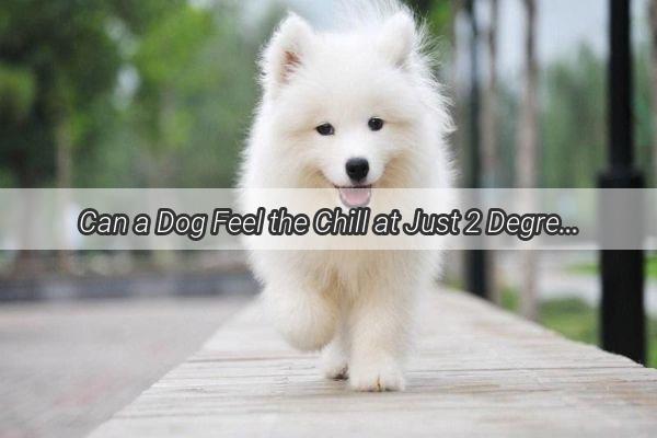 Can a Dog Feel the Chill at Just 2 Degrees Unveiling the Truth Behind Canine Cold Sensitivity